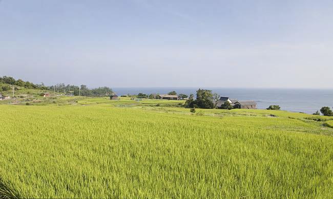 全國農(nóng)業(yè)技術(shù)推廣服務(wù)中心發(fā)布水稻病蟲情報，預(yù)計水稻紋枯病發(fā)生偏重